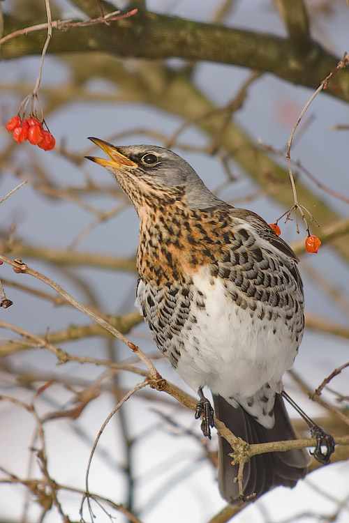 Fieldfare bird graphics