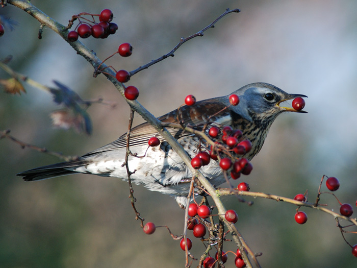 Fieldfare bird graphics