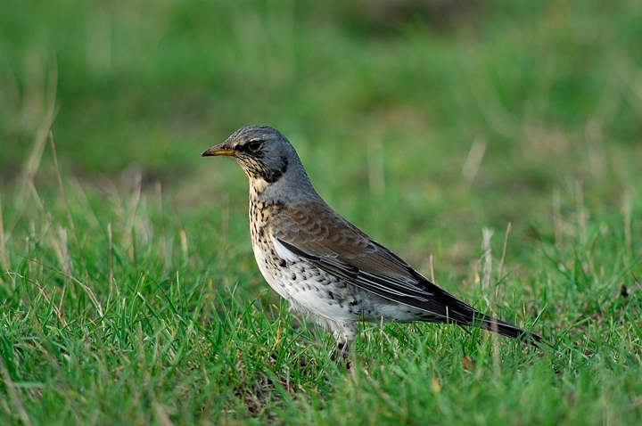 Fieldfare