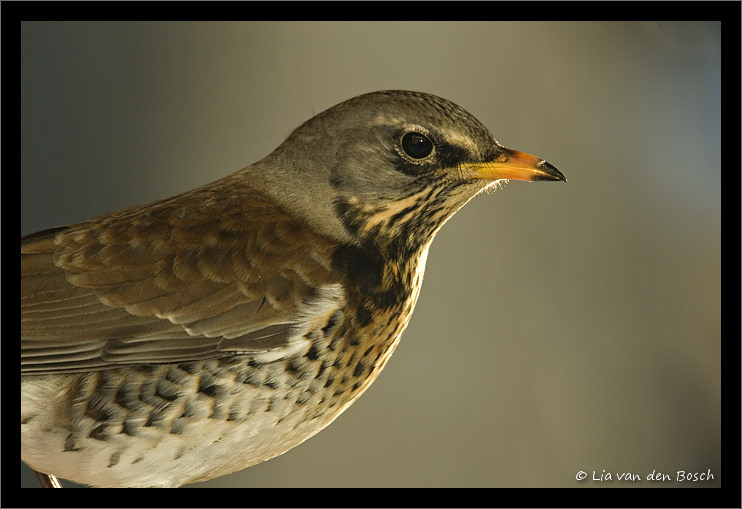 Fieldfare bird graphics