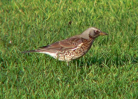 Fieldfare bird graphics