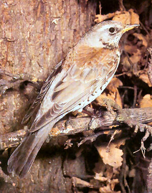 Fieldfare bird graphics