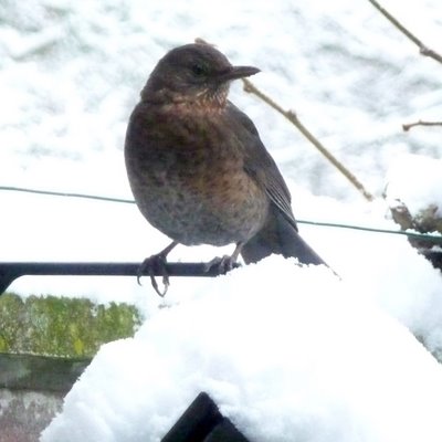 Fieldfare