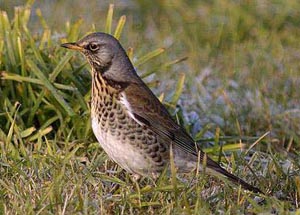 Fieldfare bird graphics