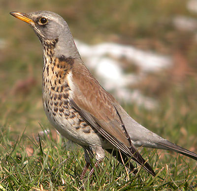 Fieldfare bird graphics