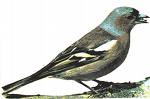 Finch bird graphics
