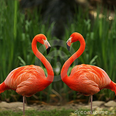 Flamingo bird graphics