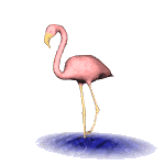 Flamingo bird graphics