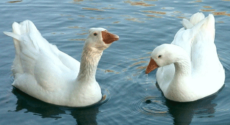 Geese bird graphics