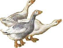 Geese bird graphics