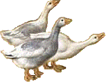 Geese bird graphics