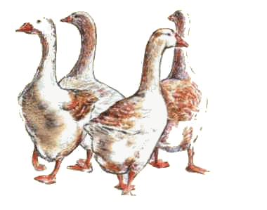 Geese bird graphics