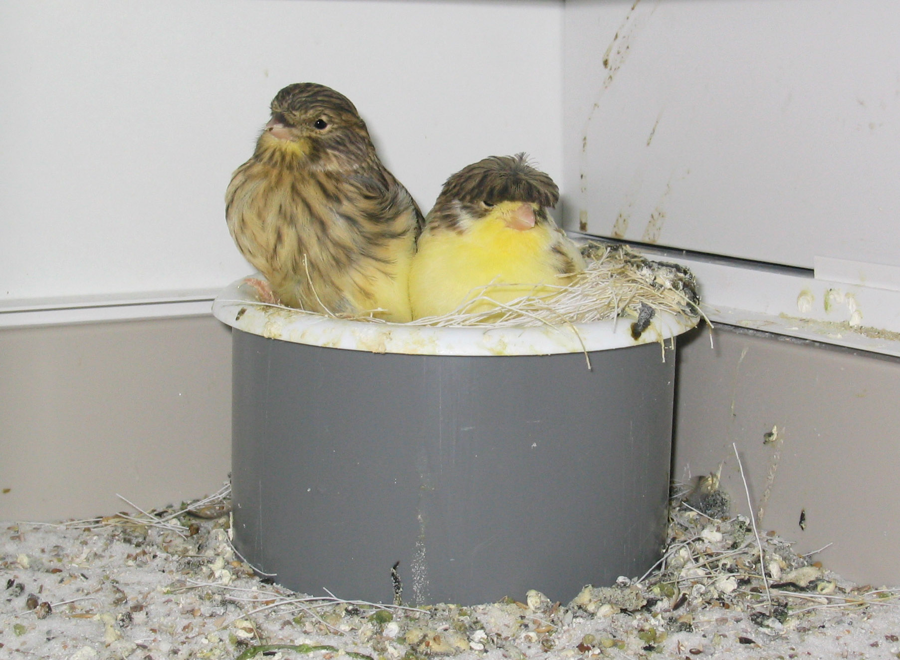 Gloster bird graphics