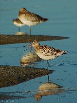 Godwit bird graphics