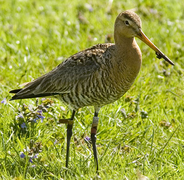 Godwit bird graphics