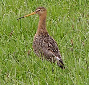 Godwit bird graphics
