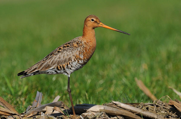 Godwit bird graphics