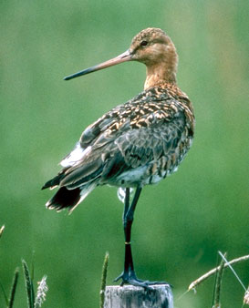 Godwit bird graphics