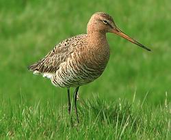 Godwit bird graphics