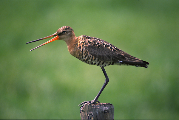 Godwit bird graphics