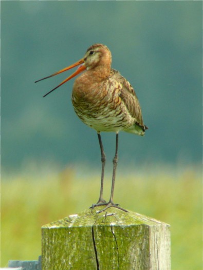 Godwit