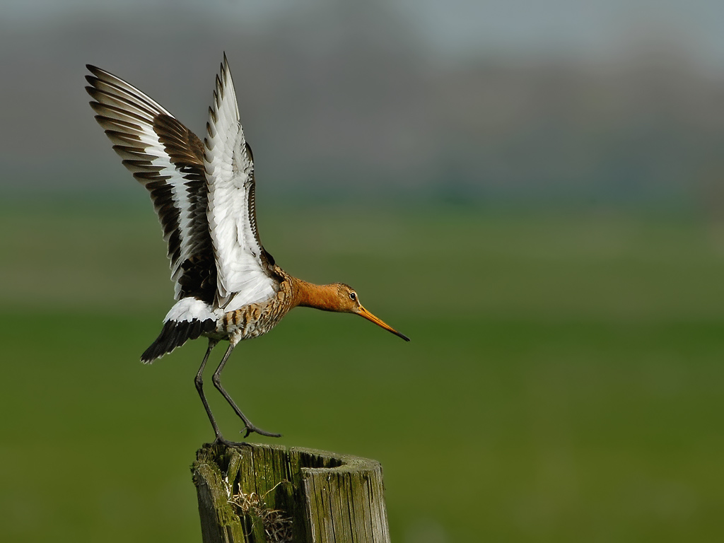 Godwit bird graphics