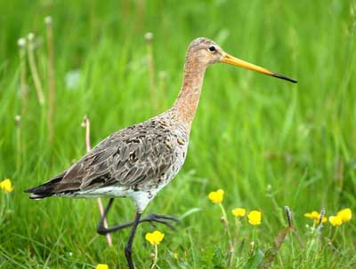 Godwit bird graphics