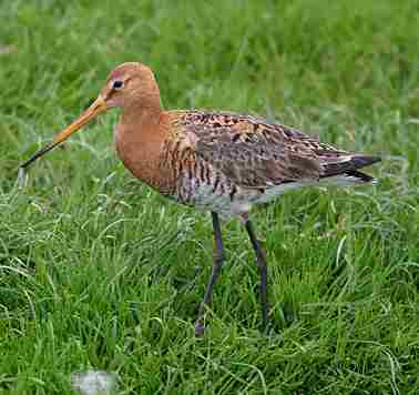 Godwit bird graphics