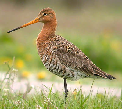 Godwit bird graphics