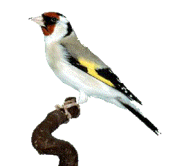 Goldfinch bird graphics