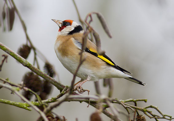 Goldfinch bird graphics