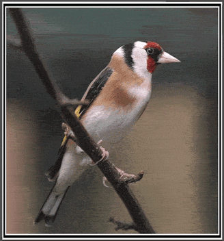 Goldfinch bird graphics