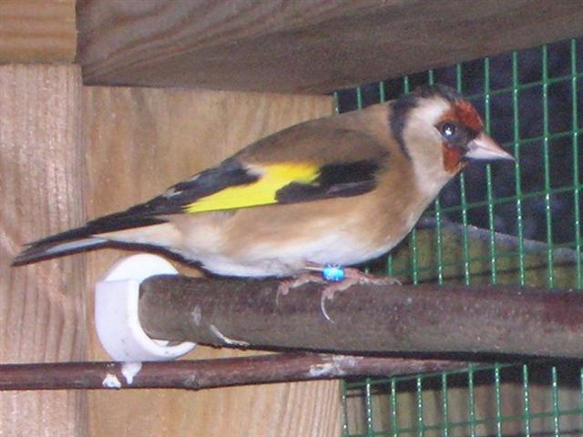 Goldfinch bird graphics