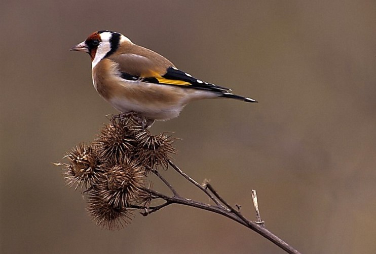 Goldfinch bird graphics