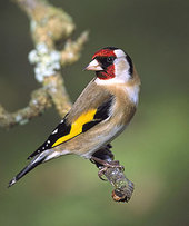 Goldfinch bird graphics