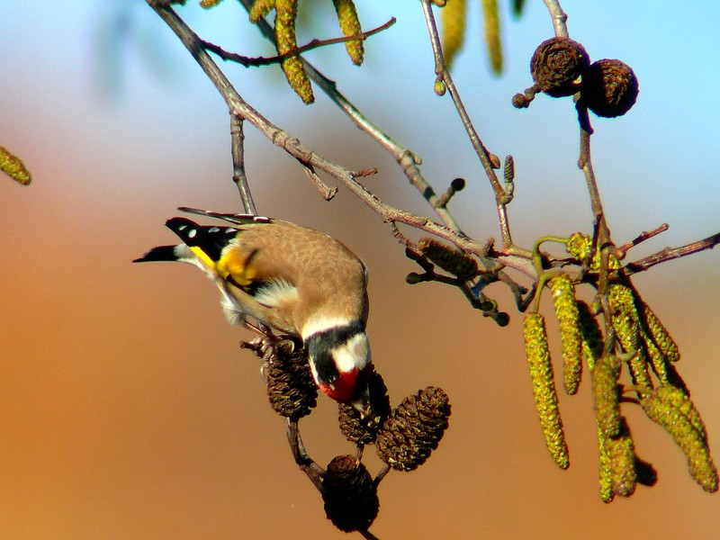 Goldfinch bird graphics