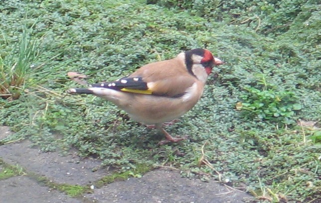 Goldfinch bird graphics