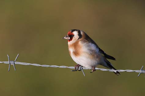 Goldfinch bird graphics