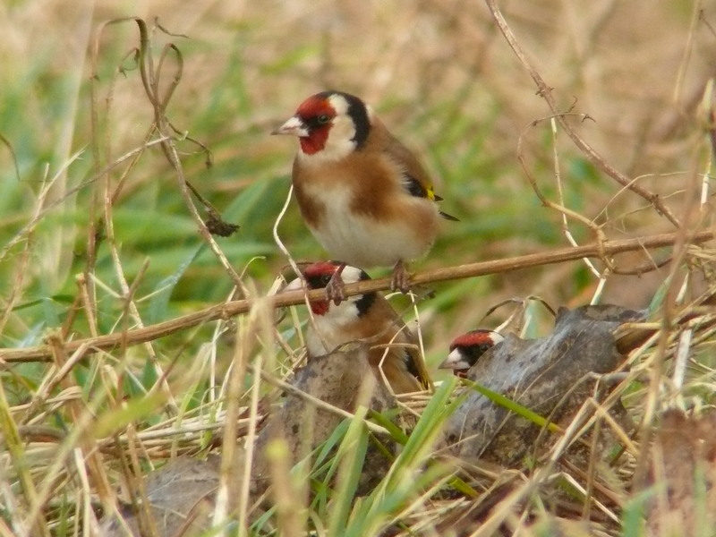 Goldfinch bird graphics