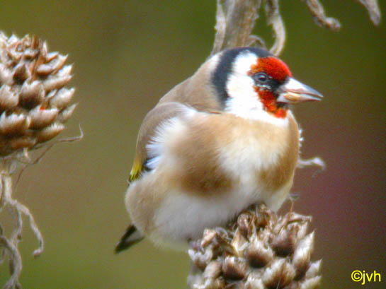 Goldfinch bird graphics