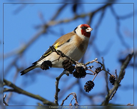 Goldfinch bird graphics