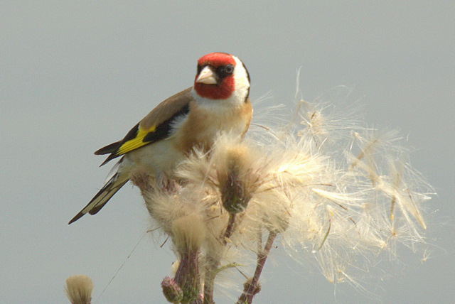 Goldfinch bird graphics