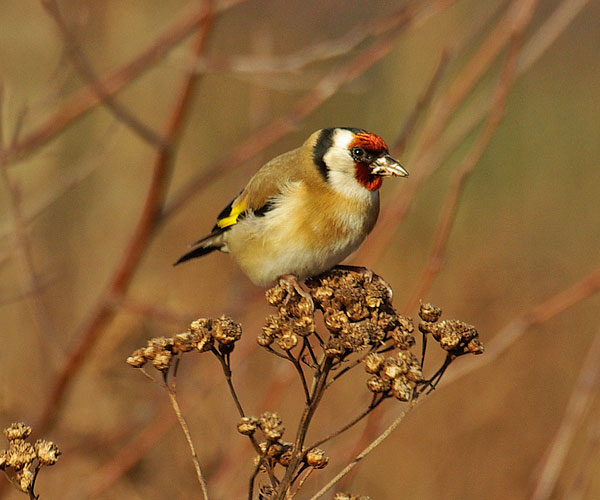 Goldfinch