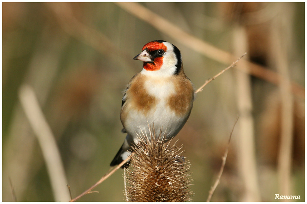 Goldfinch