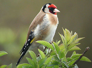 Goldfinch bird graphics