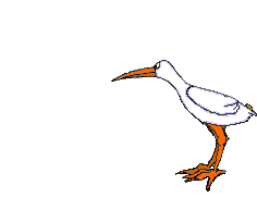 Gull bird graphics