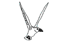Gull bird graphics