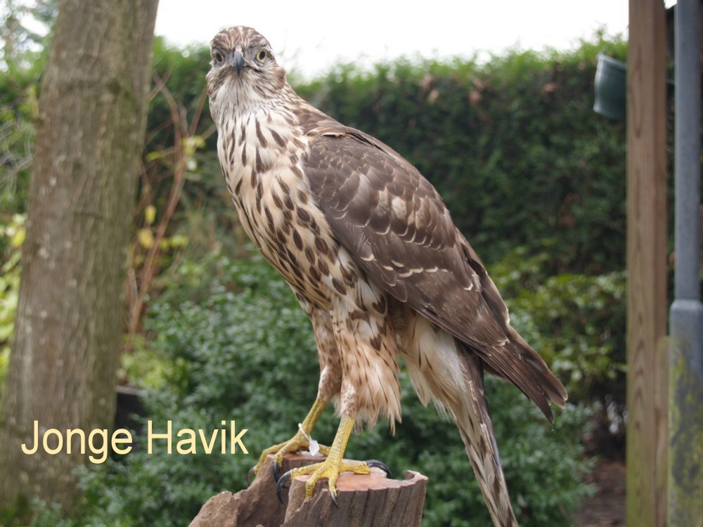 Hawk