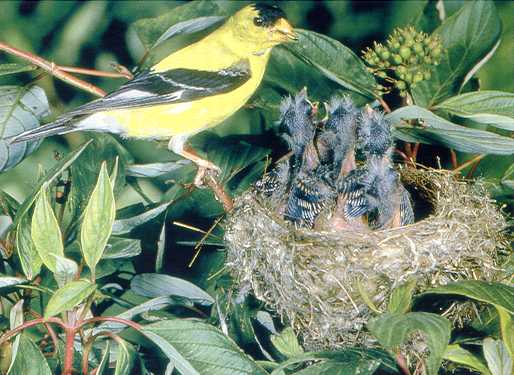 Hooded siskin