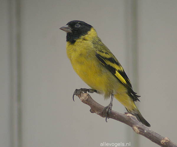 Hooded siskin bird graphics